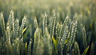 备份还原便捷的DDOS攻击